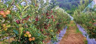 सेब का बेहतर विकल्प बन रहे गुठलीदार फल, राजगढ़ के प्रकाश चौहान कमा रहे अच्छा मुनाफा